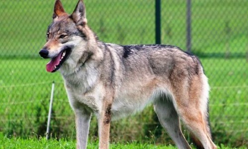 Sauvons les chiens-loups !