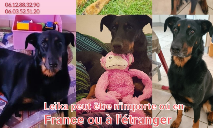 Disparition inquiétante de ma chienne Leïka !!