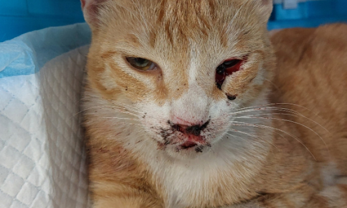 Justice pour mon bébé chat de 8 mois victime de cruauté gratuite !