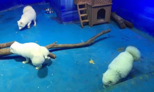 Pour que ces animaux retrouvent au plus vite leur environnement naturel !