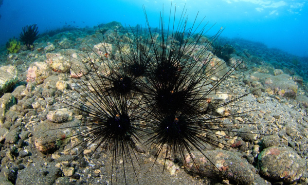 Pour l'identification de la cause de la destruction des oursins noirs en Guadeloupe !