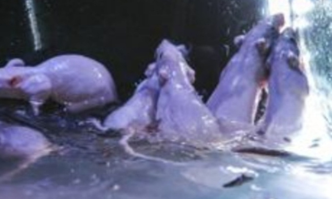 Pour l'arrêt définitif de toute forme d'exploitation animale dans l'émission Fort Boyard