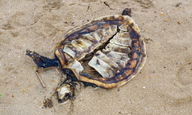 STOP au braconnage des tortues à Mayotte !