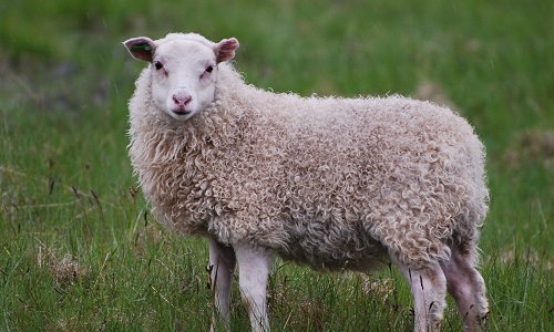 Pour arrêter la torture animale et les tueries abjectes sur les animaux en abattoir.