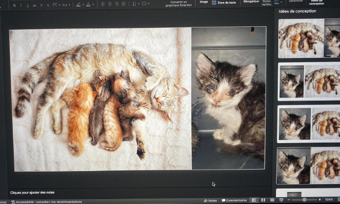 Non-stérilisation et/ou abandons des chats :  stop à l'impunité et à cette misère !