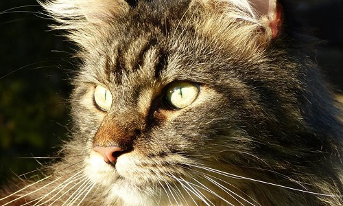 Condamnation exemplaire pour le tueur d'un chat