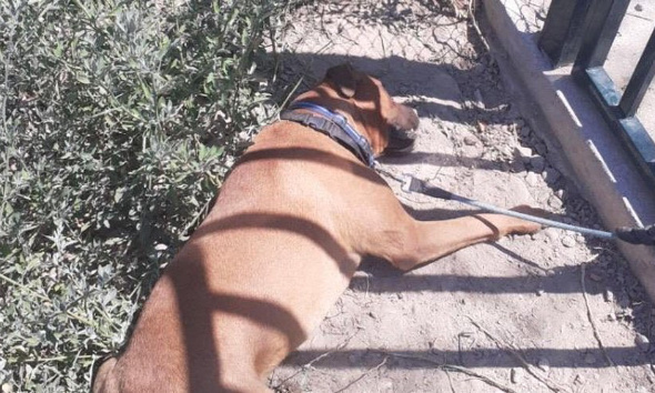 Justice pour Manny : mort après avoir été abandonné, attaché en pleine canicule