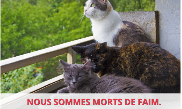 Justice pour ces chats, laissés mourir de faim