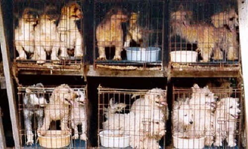 Non à la cruauté normalisée dans l'élevage des chiens!