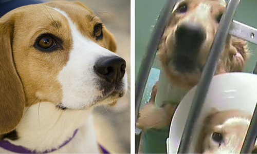 L'arrêt des expérimentations sur des chiens !