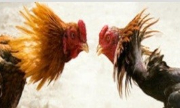 Défendre la tradition du batay coq 974