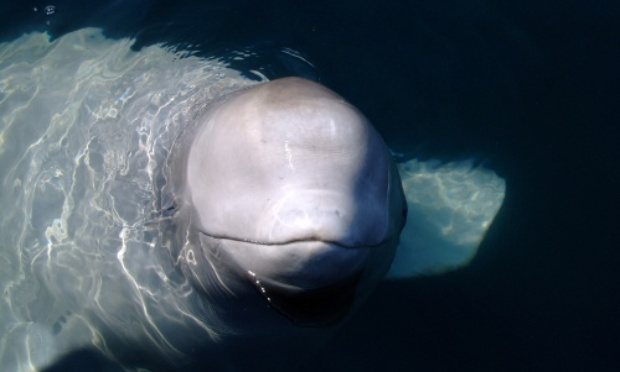 Mort du Béluga : des mesures concrètes pour sauver les animaux !