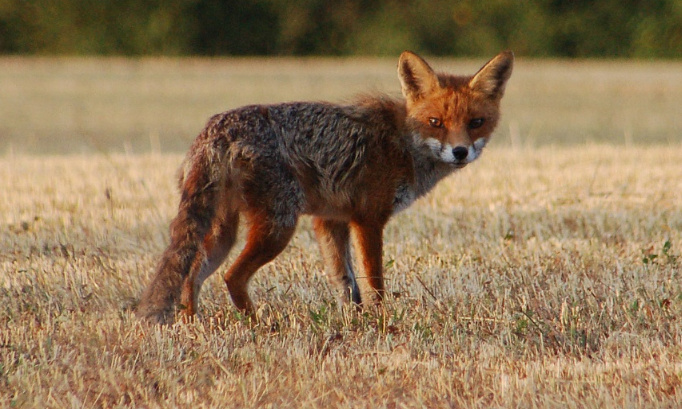 Sécheresse exceptionnelle, exigeons un moratoire immédiat sur la chasse.