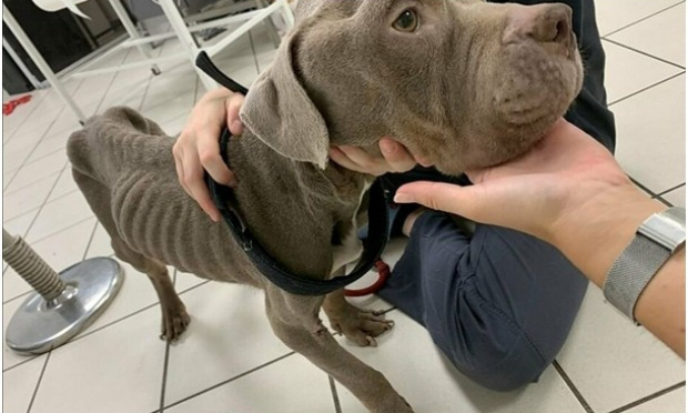 Une peine de prison ferme pour le tortionnaire de Weedy