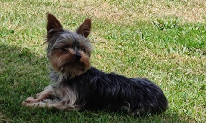 Pour retrouver Noisette, un Yorkshire de 2 ans et demi volé dans les Vosges sur la commune de Les Voivres