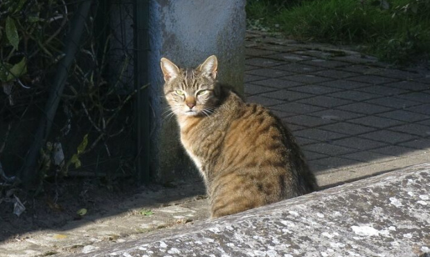 Justice exemplaire pour Vachette, tuée contre un mur au Portel ( Pas-de-Calais )