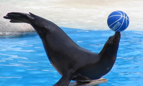 Non au spectacle d'otaries à Vendôme (41) et partout ailleurs !