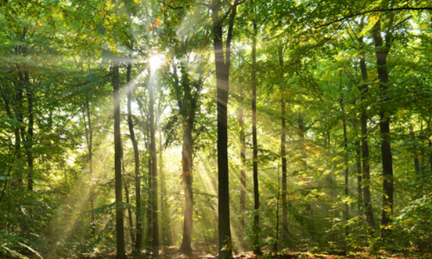 Forêts biens universels.