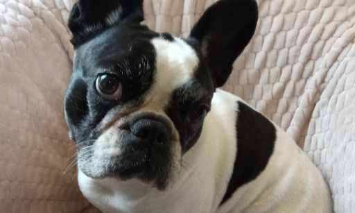 Pour la fin de la TVA sur les soins vétérinaires