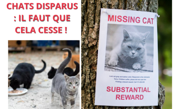 DISPARITIONS DE CHATS : MOBILISONS-NOUS POUR CONNAÎTRE LA VÉRITÉ !