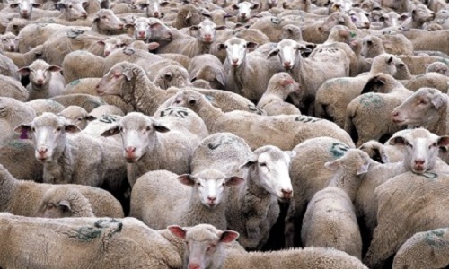 Le droit aux animaux pour les sauver ne pas les faire souffrir !