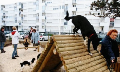 Pétition pour l'obtention d'un parc canin à Sept-Îles.