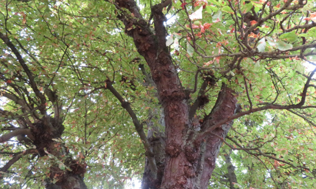 Sécheresse : Exigeons le non abattage des arbres à Chartres !