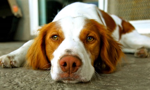 Pour que l'on cesse de tuer des animaux !