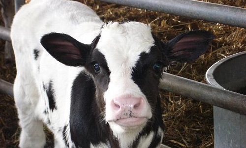 Non à la ferme usine des 1000 veaux dans l'Aisne !