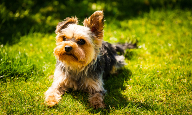 Justice pour Salva !