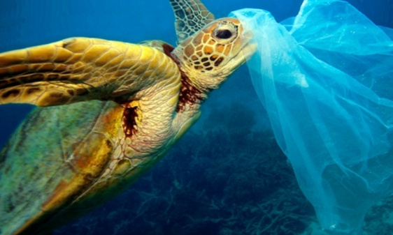 Pétition contre la vente des sacs plastiques en grande surface