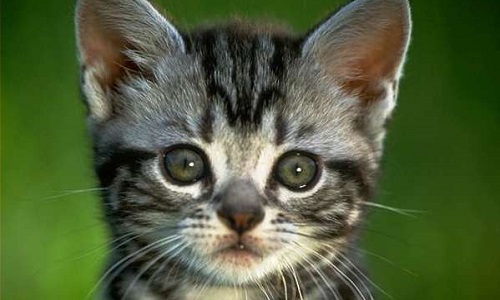 Interdire le dégriffage des chats au Québec