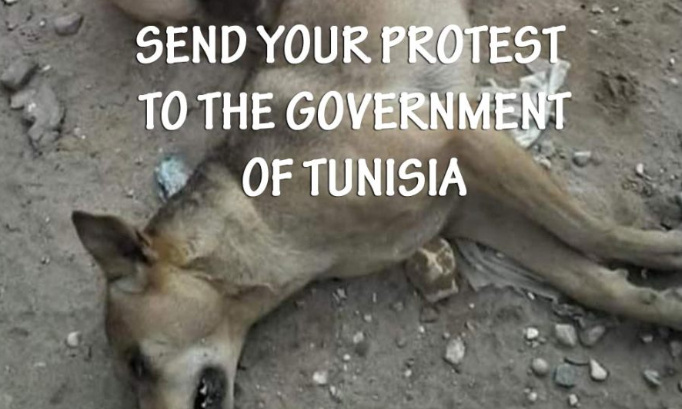 Il est urgent de créer davantage de refuges en Tunisie / We urgently need to create more shelters in Tunisia.