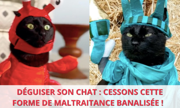 CESSEZ DE DÉGUISER VOS CHATS : CE NE SONT PAS DES JOUETS !