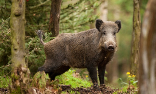Action contre les anti-chasse