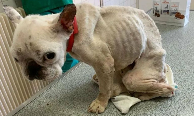 Justice pour Oslo, mort après avoir été affamé et lâchement abandonné !