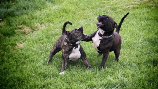 La reclassification d'abandon en cruauté !