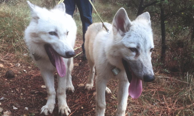 Laissez nos loups tranquilles ! Ils sauvent des vies !
