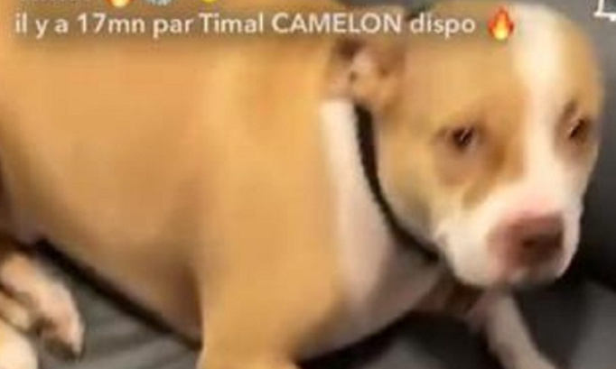 Pour que le rappeur Timal soit jugé pour ses actes de cruauté animale !