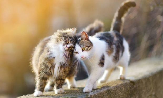 Rendons justice aux chats errants de l'école Montessori à Uzès que la direction abandonne à leur triste sort.