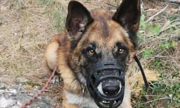 Éviction du responsable de la SPA de Flayosc