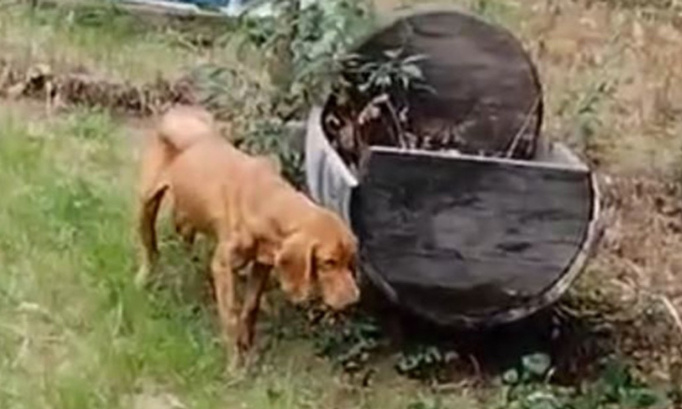 Justice pour Gully le pauvre chien de 3 ans !