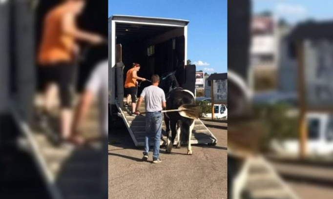 Justice pour le pauvre cheval frappé à coups de pelle !