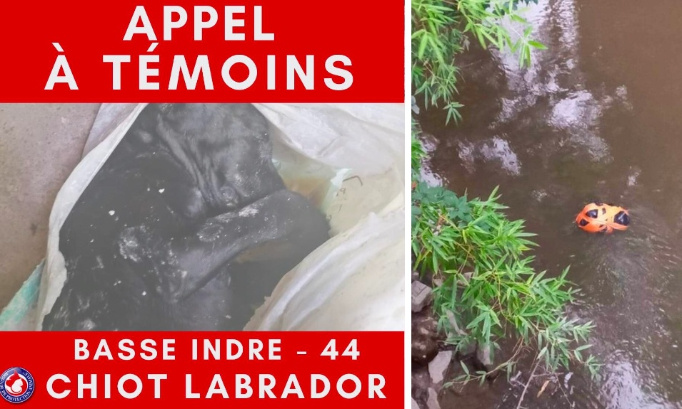 Justice pour ce chiot de 4 mois, coulé dans du béton !