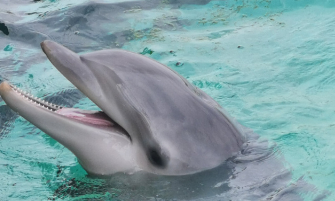 Sauvons les delphinariums plan&egrave;te sauvage et marineland d antibes et autres parcs aminaliers narins et pour une otorisation pour la reproduction