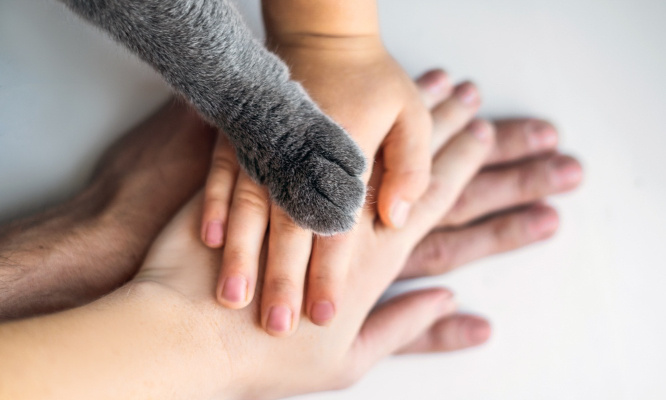 Stop à la négligence animale, les animaux ont le droit au respect des hommes !