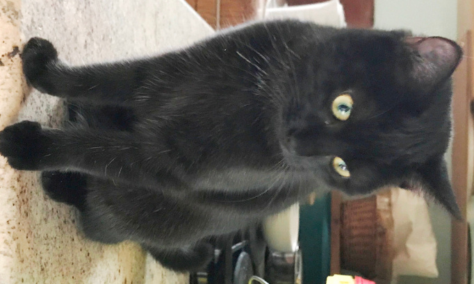 Pour l'installation de ralentisseurs suite à la mort de notre minette Suzy écrasée par un fou du volant !