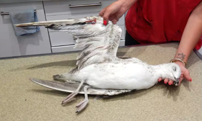 Justice pour les goélands de la Ciotat !