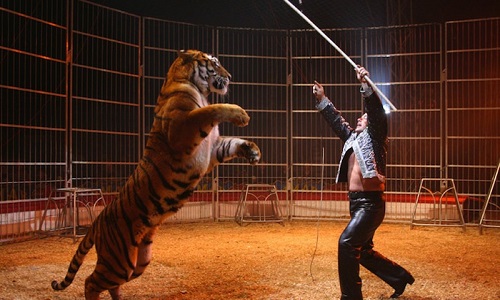 Plus d'animaux dans les cirques