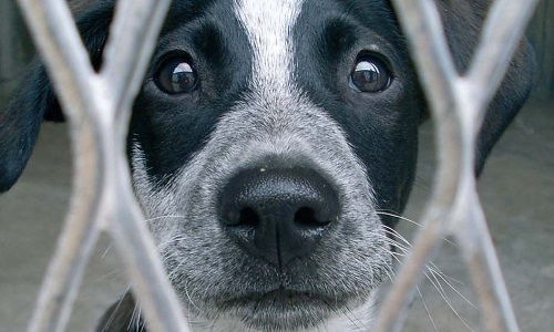 L'annulation de la fermeture du refuge de Trégrom Côtes d'Armor